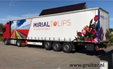 2020 - 030 Mirial Tulips